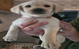 Labrador Retriever dogs for sale: Labrador pups  - Image 2