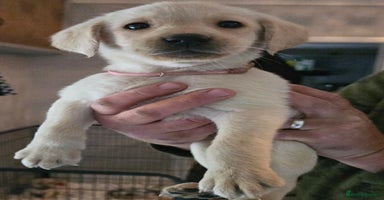 Labrador Retriever dogs - Advert 6