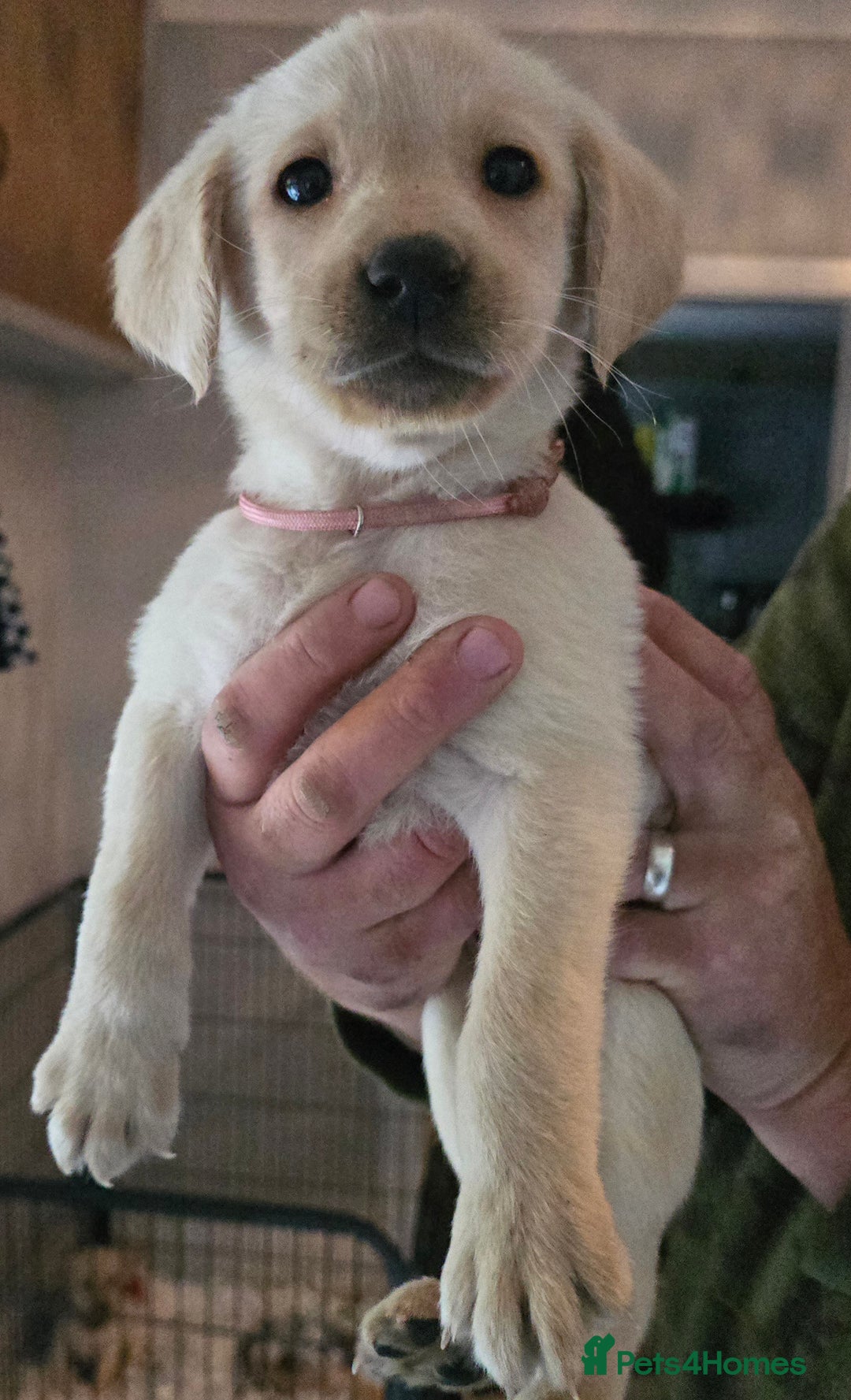 Labrador Retriever dogs for sale: Labrador pups  - Image 2