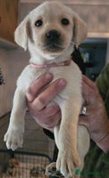 Labrador Retriever dogs - Advert 16