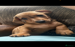 Dachshund dogs for sale: Miniature dachshund puppies  - Image 3