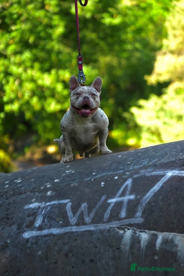 American Bully dogs for sale: Micro Bully  - Advert 4