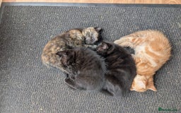 Mixed Breed cats for sale: Kittens for sale - Image 5