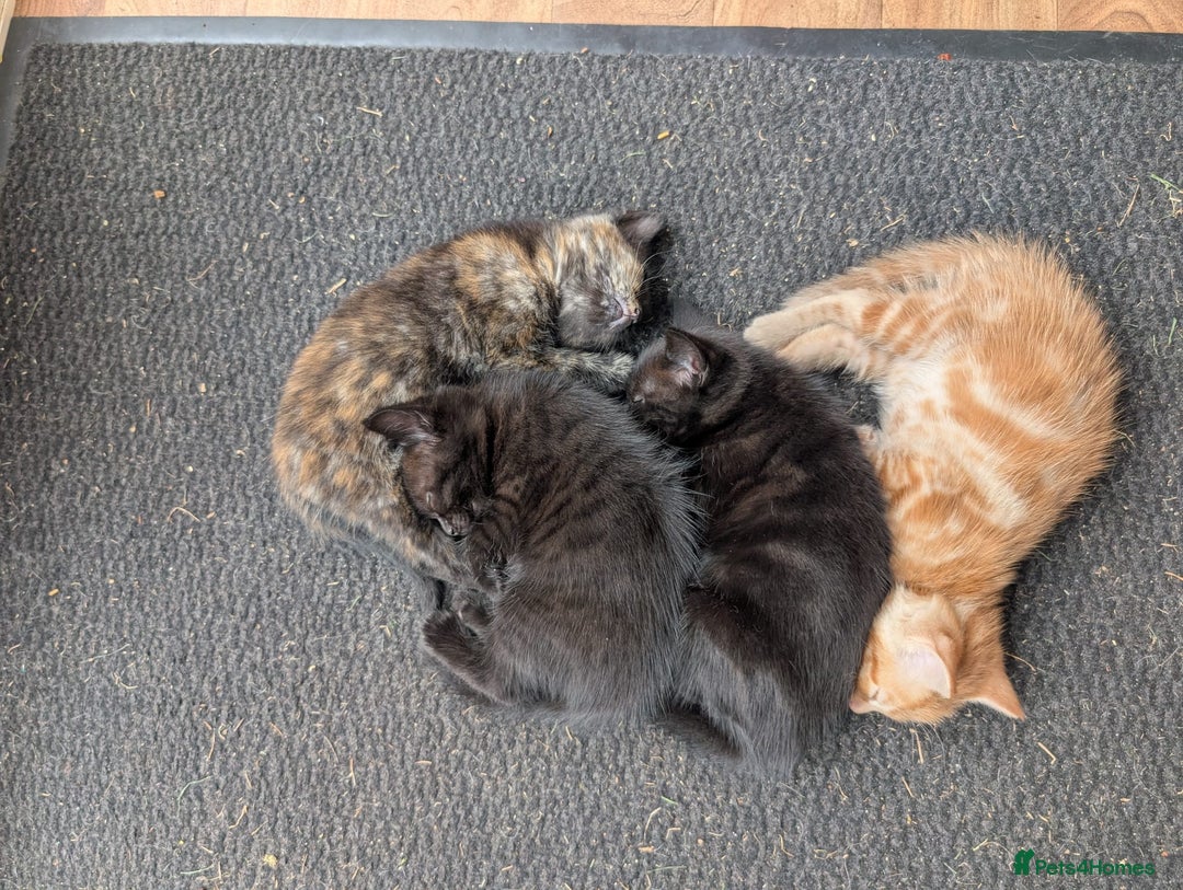 Mixed Breed cats for sale: Kittens for sale - Image 5