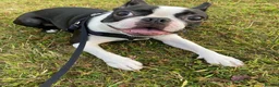 Boston Terrier dogs for sale: Boston Terrier - Female - 4 Year Old - Advert 10