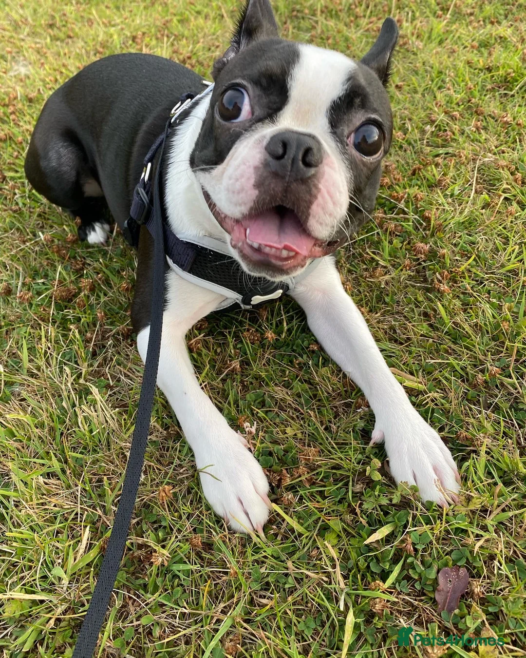 Boston Terrier dogs for sale: Boston Terrier - Female - 4 Year Old - Advert 10