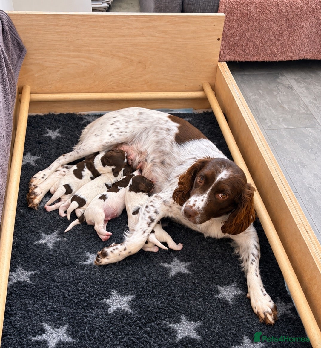 English Springer Spaniel dogs for sale: KC Registered Springer Spaniel Puppy - Advert 1