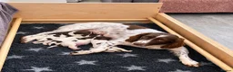 English Springer Spaniel dogs for sale: KC Registered Springer Spaniel Puppy - Advert 1