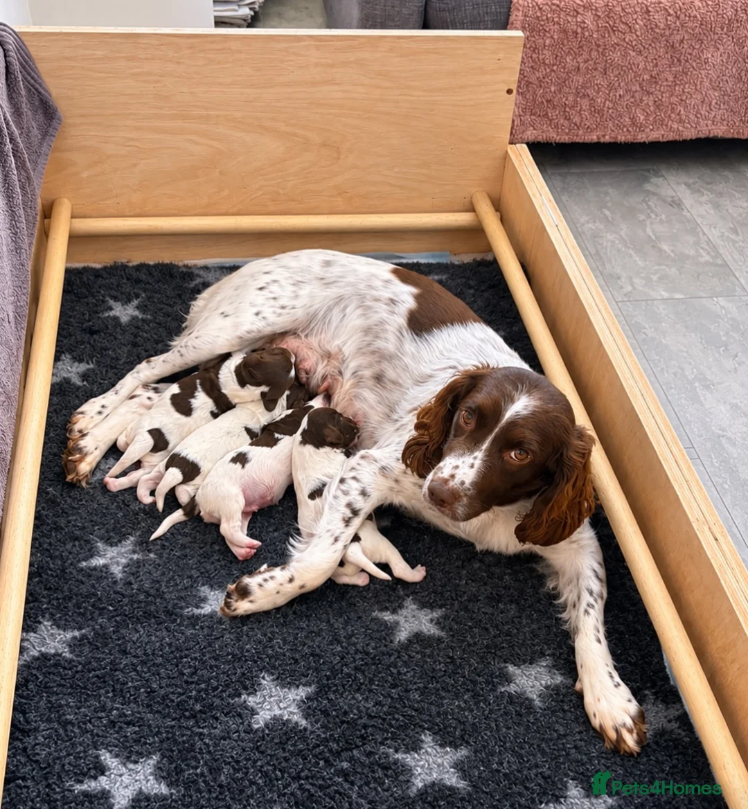 English Springer Spaniel dogs for sale: KC Registered Springer Spaniel Puppy - Advert 1