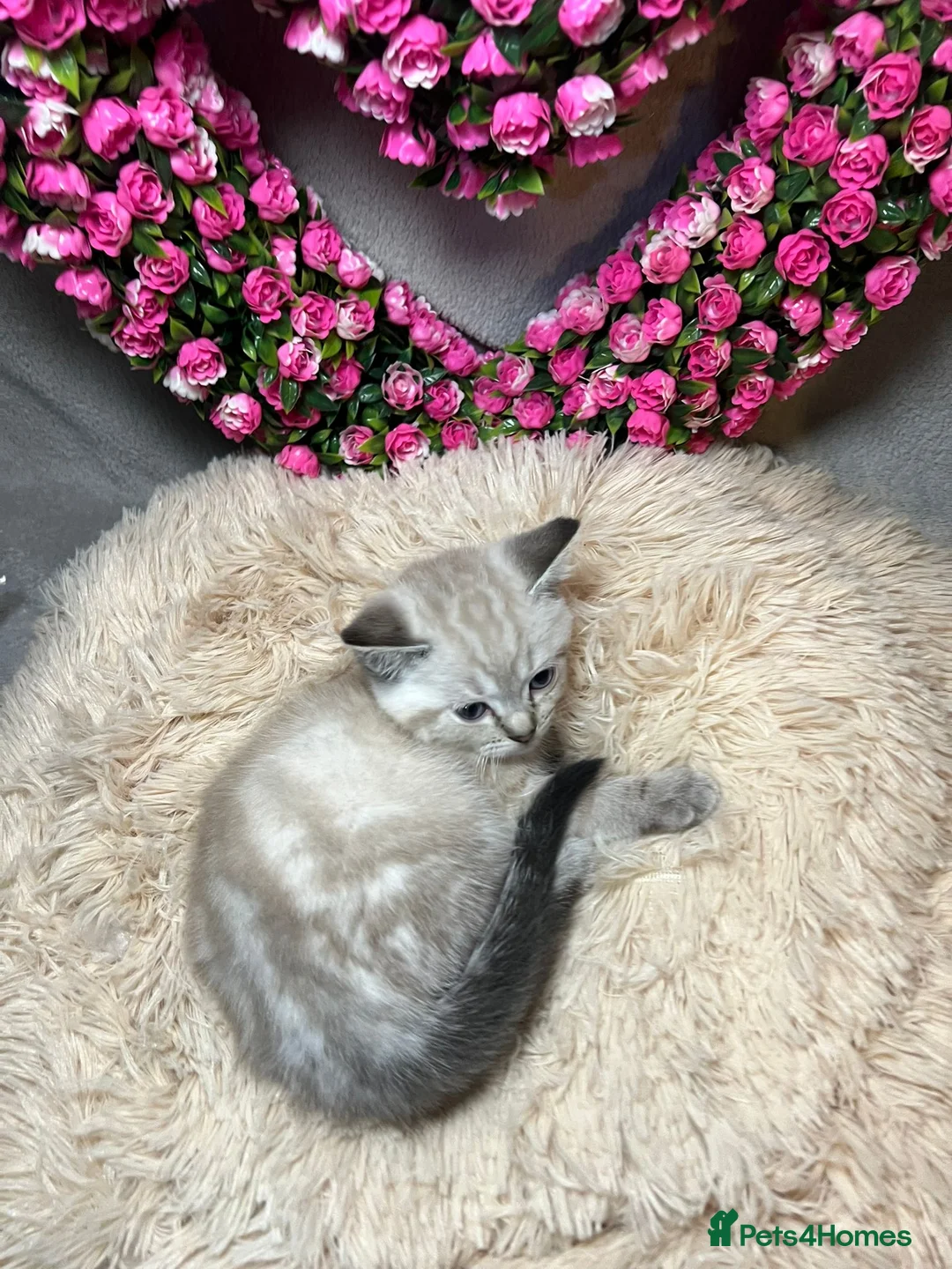 Mixed Breed cats for sale: 6 cute blue-eyed Ragdoll and BSH mix kittens  - Advert 24