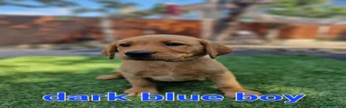 Dark blue boy