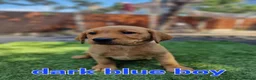 Labrador Retriever dogs for sale: KC registered Labrador Retriever puppies  in Ilford - Advert 9