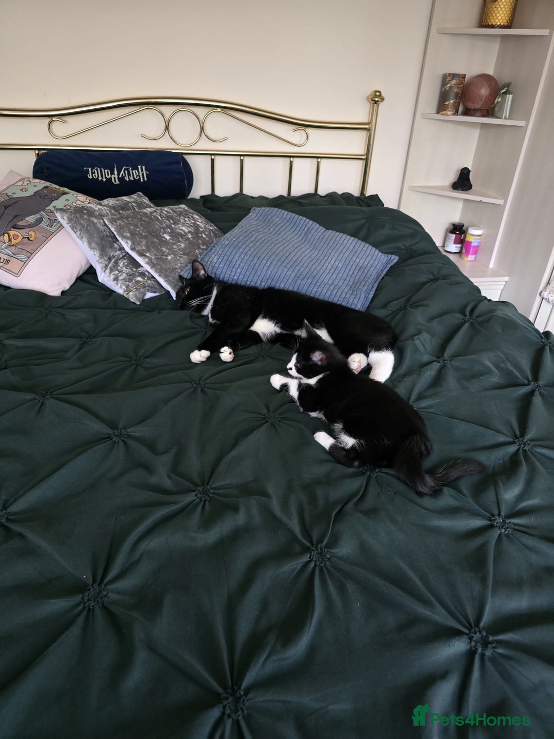 Mixed Breed cats for sale: Two male kittens - Advert 9