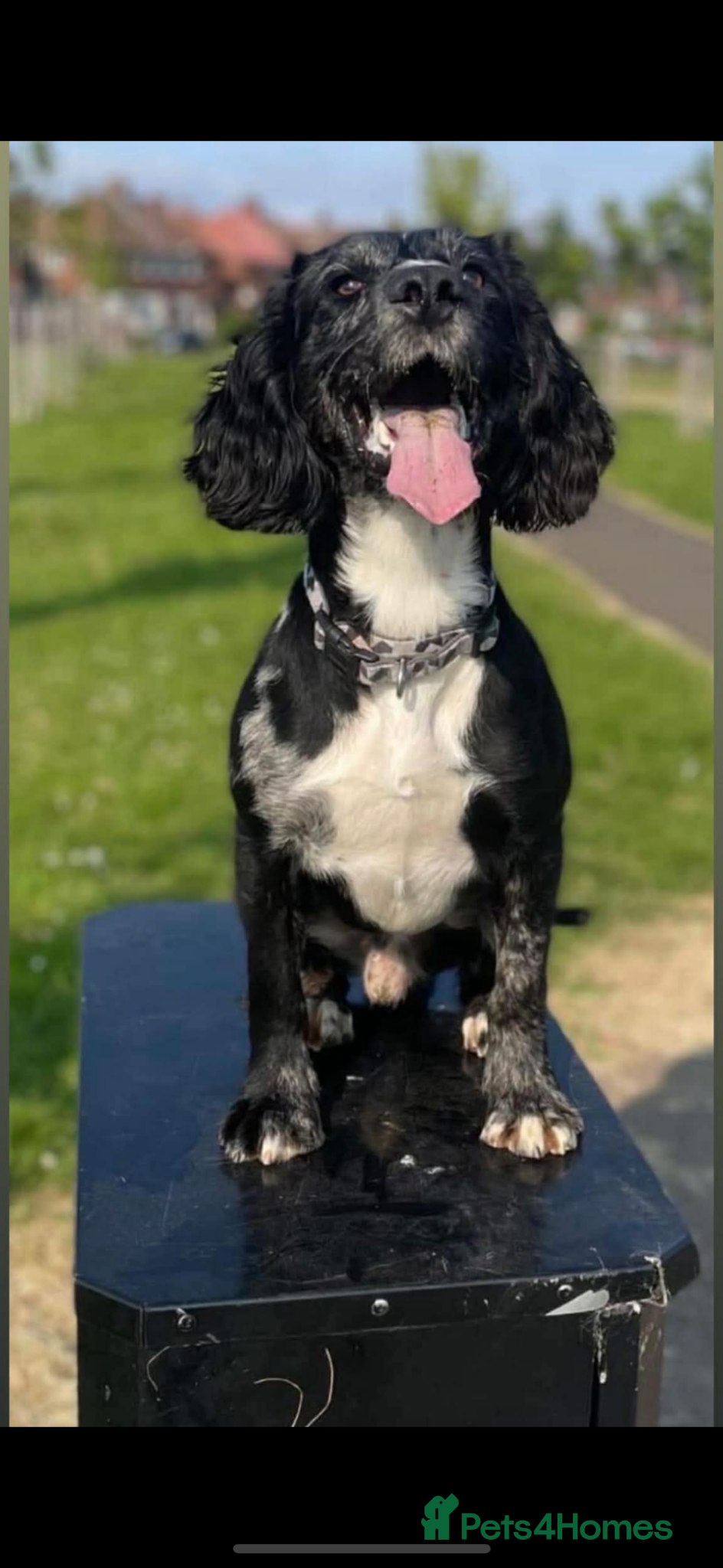 Cocker Spaniel dogs Cocker spaniel  - Advert 4