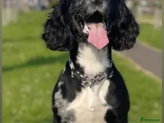 Cocker Spaniel dogs Cocker spaniel - Advert 4