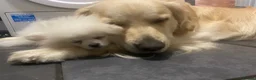 Golden Retriever dogs for stud: Extremely handsome boy in Southport - Advert 23