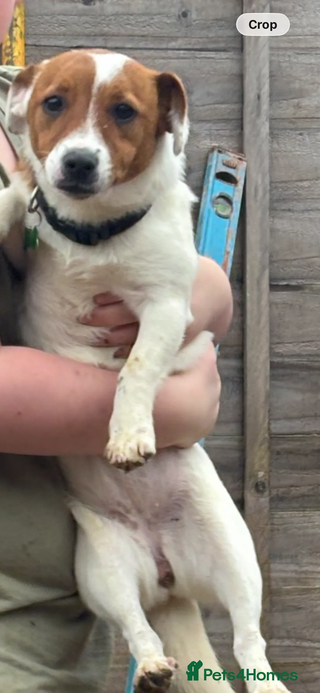 Jack Russell dogs for sale: Jack Russell  - Advert 1