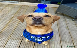 Labrador Retriever dogs for sale: My boy Lenny  - Image 1