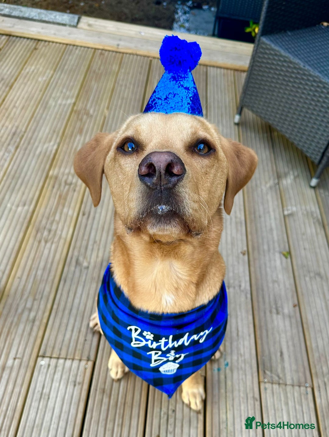 Labrador Retriever dogs for sale: My boy Lenny  - Image 1