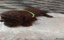 Jackapoo dogs for sale: Beautiful Jackapoos puppies - Advert 33