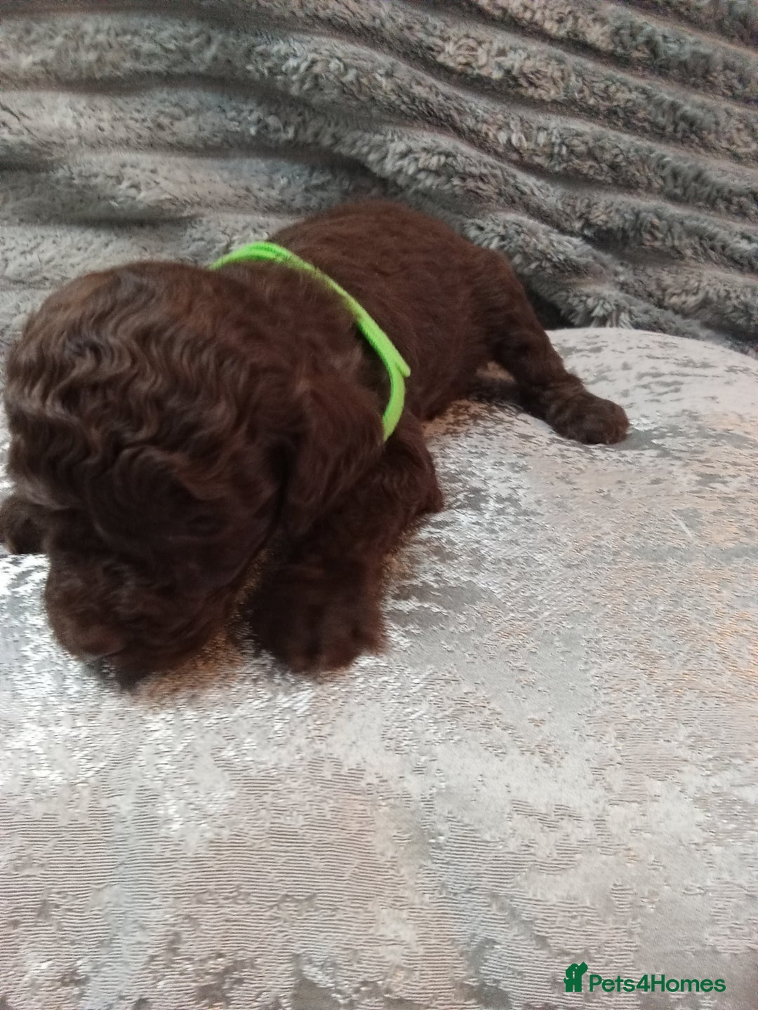 Jackapoo dogs for sale: Beautiful Jackapoos puppies - Advert 33