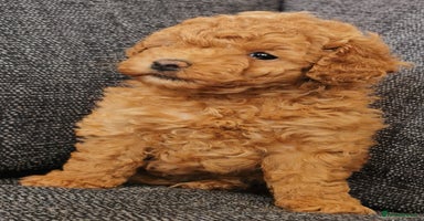 Toy Poodle dogs - Advert 15