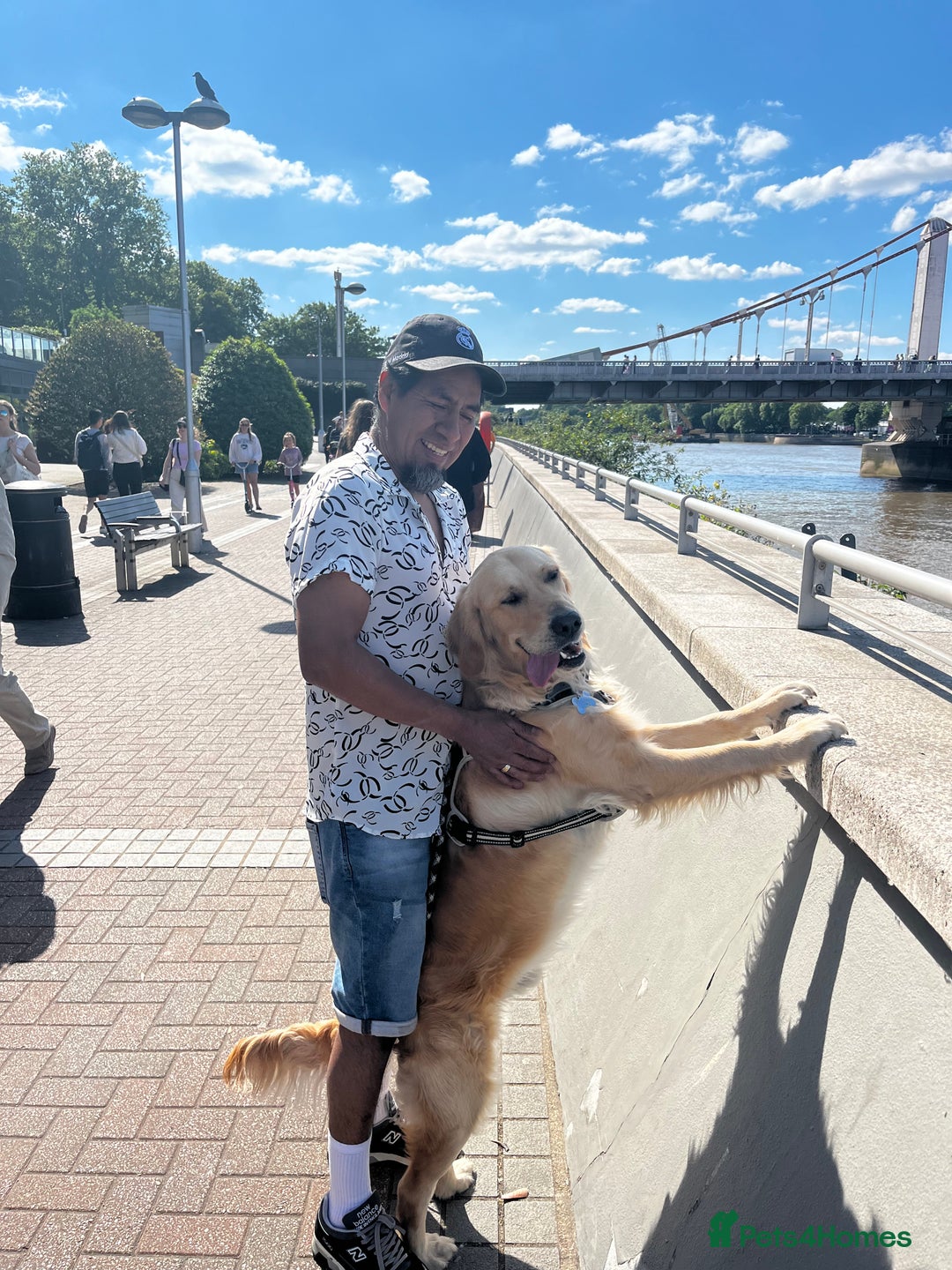 Golden Retriever dogs for stud: Benji looking for a partner  - Advert 6