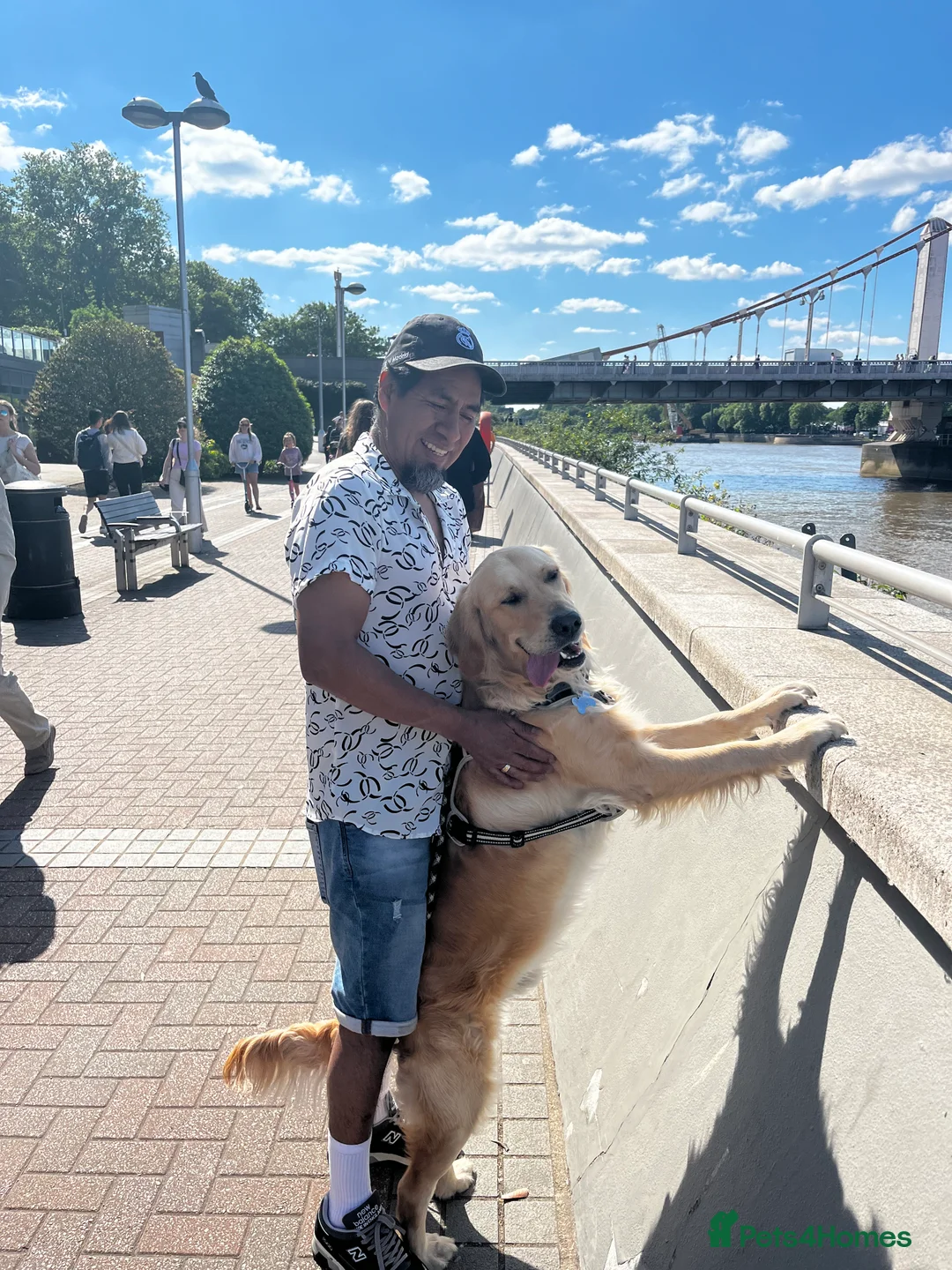 Golden Retriever dogs for stud: Benji looking for a partner  - Advert 6