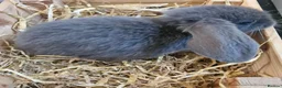 Mixed Breed rabbits for sale: Baby rabbits in Southampton - Advert 3