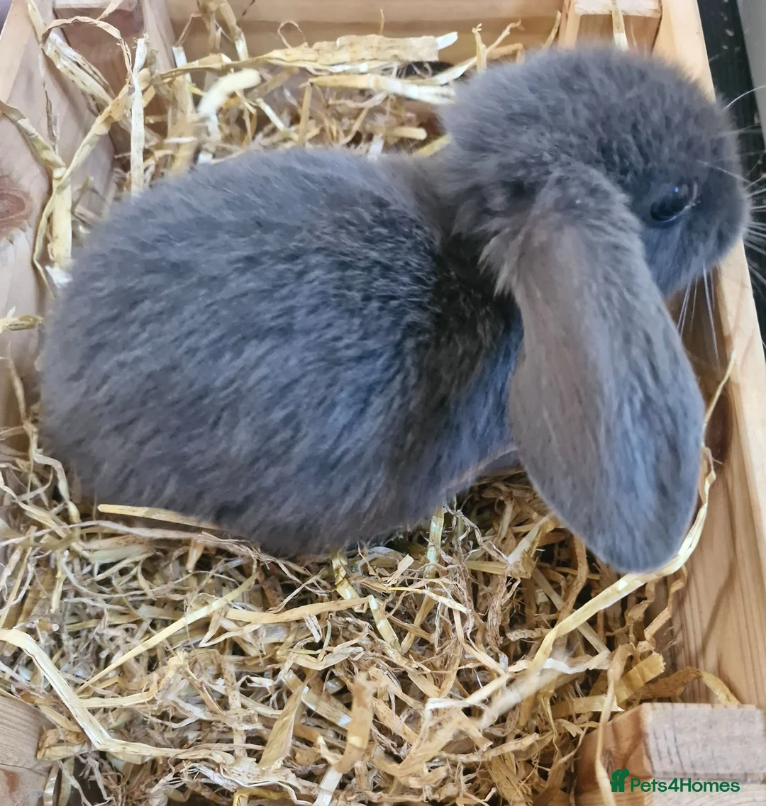 Mixed Breed rabbits for sale: Baby rabbits in Southampton - Advert 3