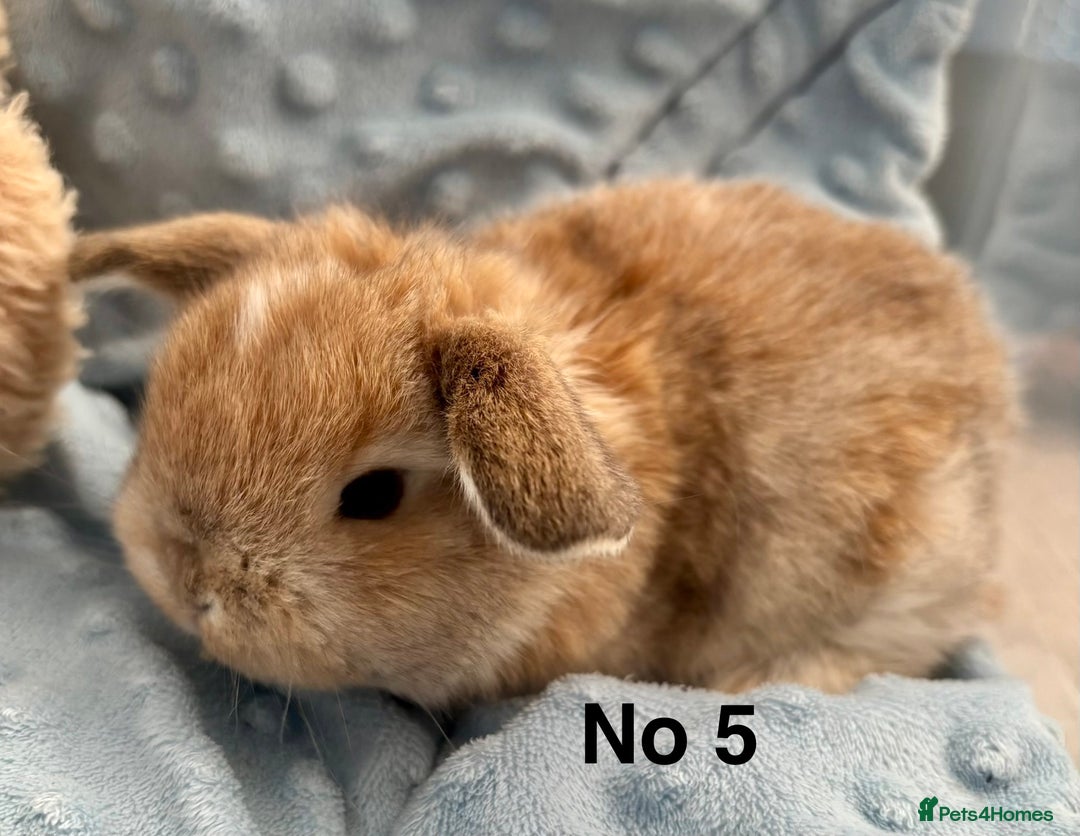 Mini Lop rabbits for sale: Beautiful Mini Lop Baby Bunnies 🐰 - Advert 27