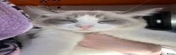 Ragdoll cats for sale: Beautiful ragdoll female  - Advert 18