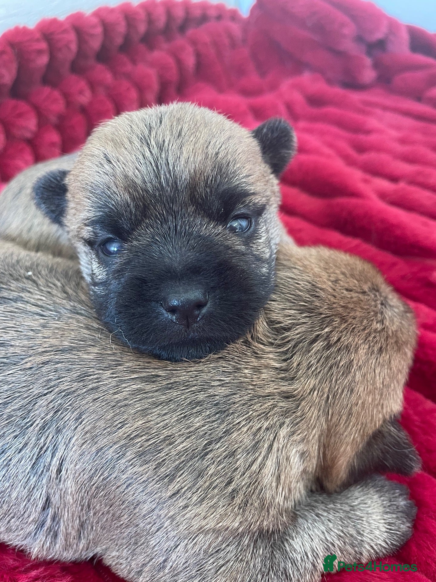 Cairn Terrier dogs Quality KC reg Cairn Terrier pups  - Advert 1
