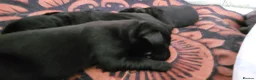 Labrador Retriever dogs for sale: KC Reg Black Labrador Puppies – Ready to Reserve - Advert 3