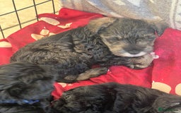 Mixed Breed dogs for sale: 🐾🐶Schnauzer/ Schnoodles 🐶🐾 - Image 24