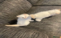 Ragdoll cats for sale:  Beautiful Ragdoll Kittens * 3 BoYs *  - Image 27