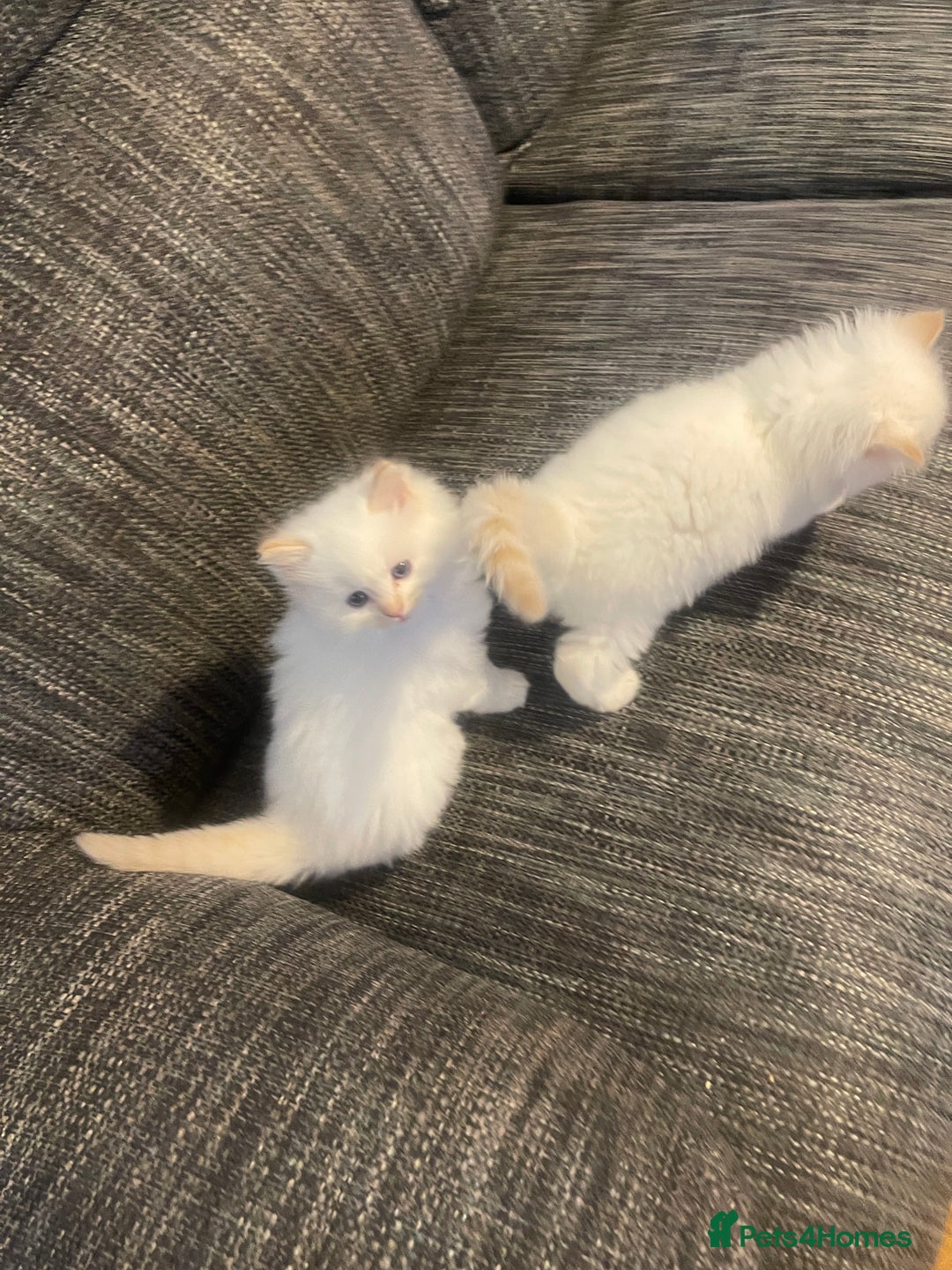 Ragdoll cats for sale:  Beautiful Ragdoll Kittens * 3 BoYs *  - Image 27