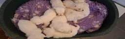 West Highland Terrier dogs for sale: Stunning West Highland Terrier Puppies - Advert 19