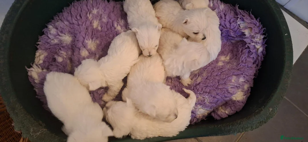 West Highland Terrier dogs for sale: Stunning West Highland Terrier Puppies - Advert 19