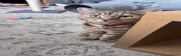 Domestic Shorthair cats for sale: Female kitten - Advert 4