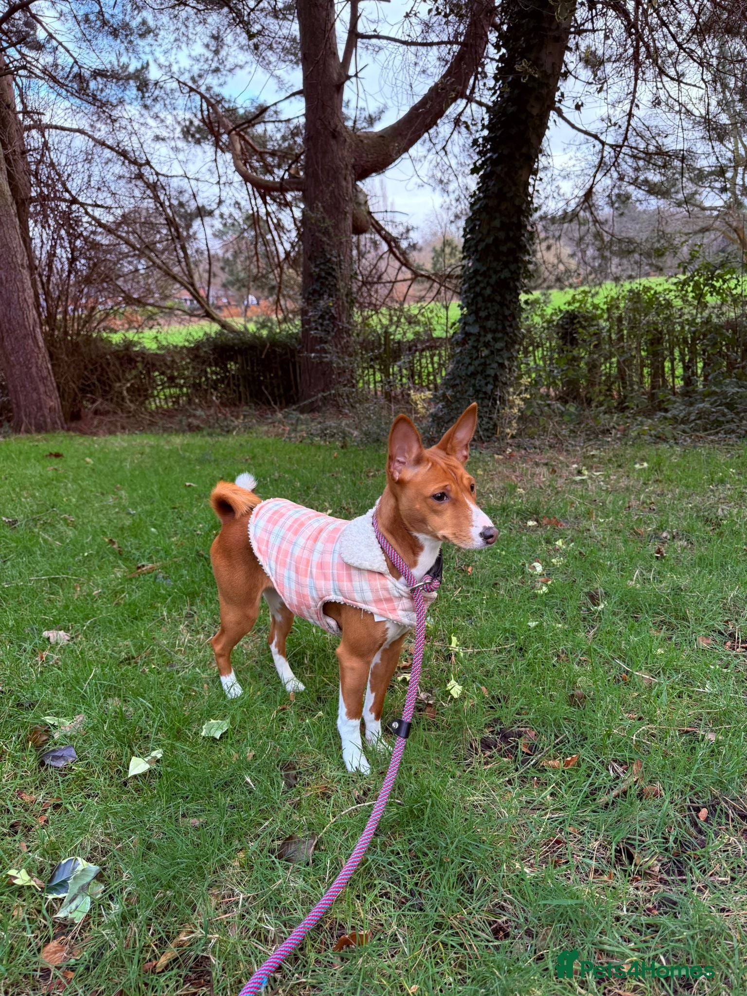 Basenji dogs 7 month old basenji  - Advert 1