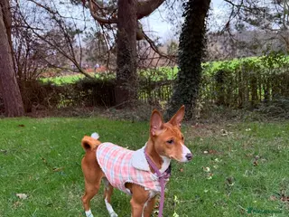 Basenji dogs 7 month old basenji - Advert 2