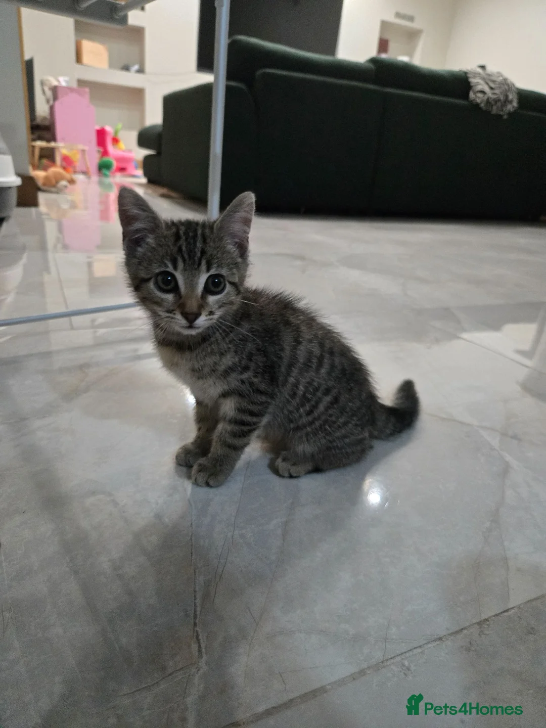 Bengal cats for sale: 10 Week Old Male Bengal Mix Kitten in Birmingham - Advert 1