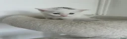 Turkish Van cats for sale: Beautiful Turkish van kittens for sale.  - Advert 31