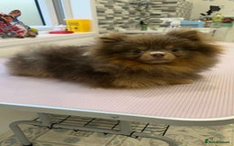 Pomeranian dogs for sale: EXCEPTIONAL LITTER of full pedigree poms  - Image 12
