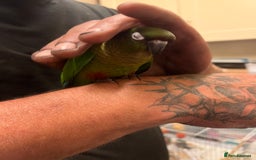 Conures birds for sale: 3 hand reared maroon bellied conures  - Image 5