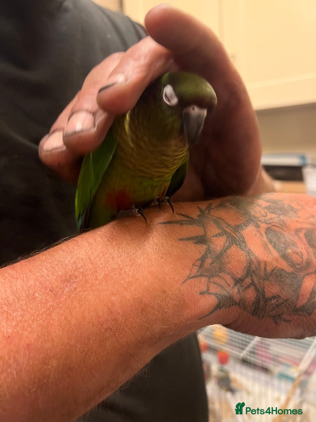 Conures birds for sale: 3 hand reared maroon bellied conures  - Image 5