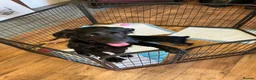 Cockalier dogs for sale: Cockalier  in Doncaster - Advert 1