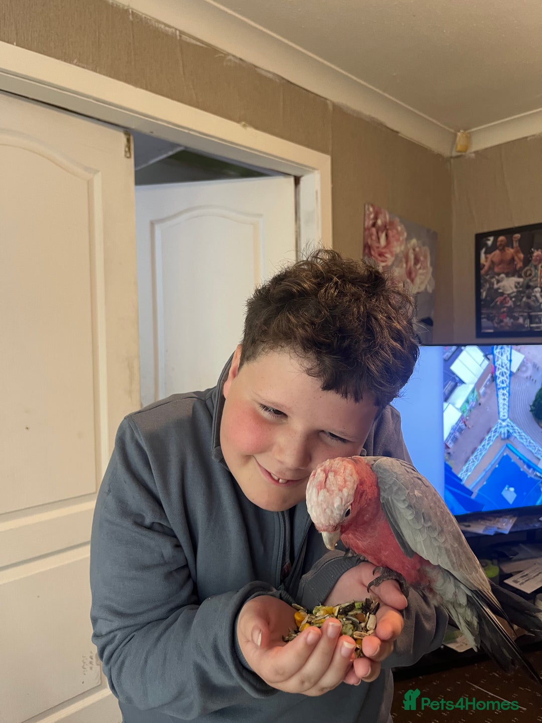 Parakeets birds for sale: Galah cockatoo  - Advert 18