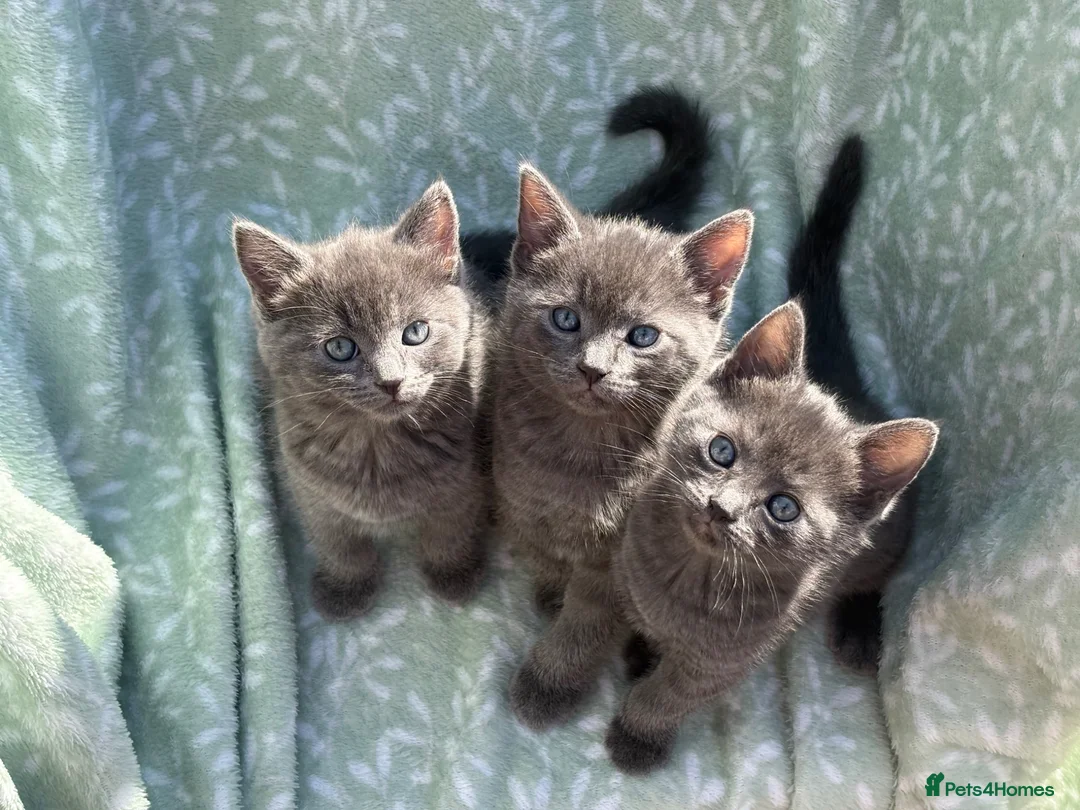 Mixed Breed cats for sale: Grey, Playful Kittens - Ragdoll Grandmother - Advert 1